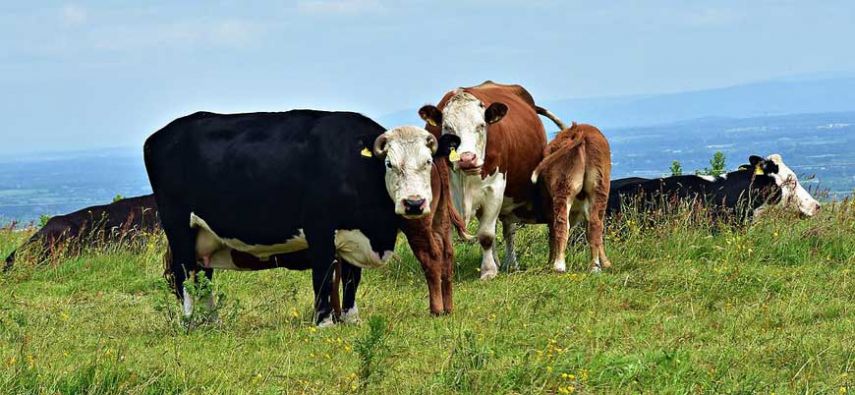 Топ-10 интересных фактов о корове
