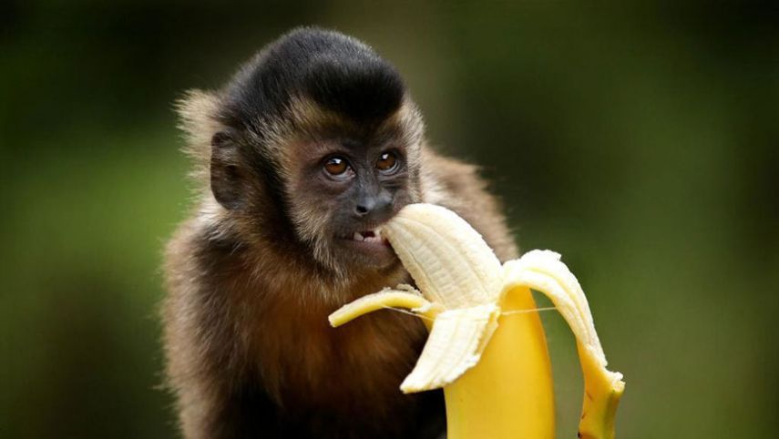 Обезьяны в дикой природе не едят бананы