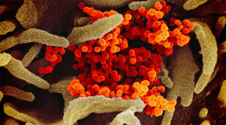 Изображения коронавируса, опубликованные американскими исследователями