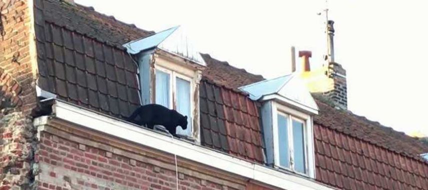 Черная пантера, которая рыскала по крышам французского города, похищена из зоопарка