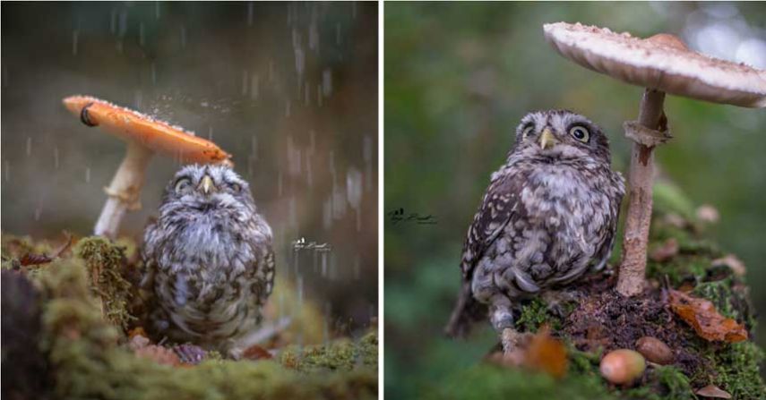 Фотограф запечатлел образ крошечной совы, спрятавшейся от дождя под грибом